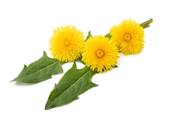 Dandelion  flowers and leaves — Stock Photo, Image