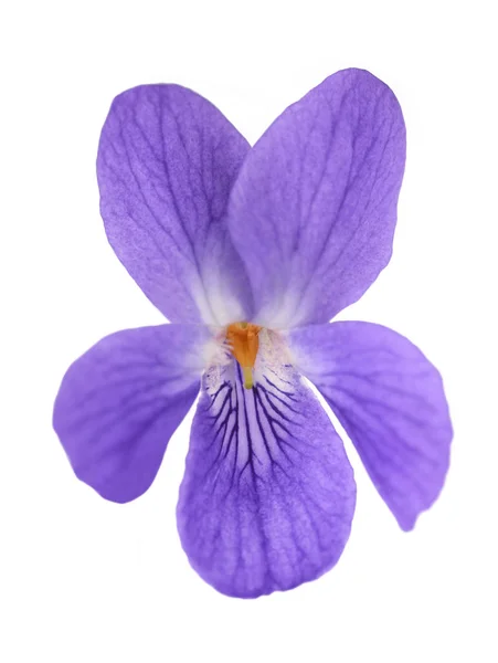 甘い紫花 — ストック写真