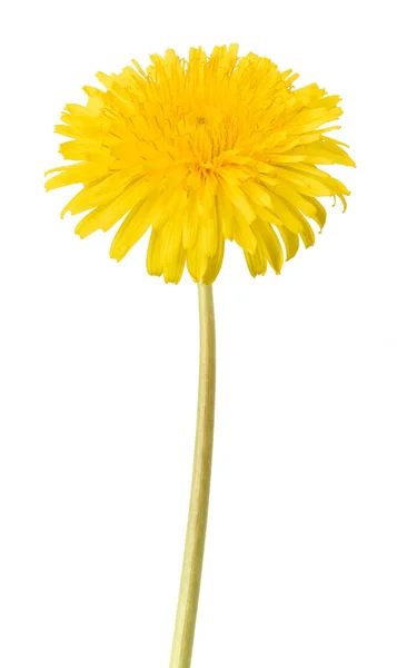 Dandelion flower isolated — Stock Photo, Image