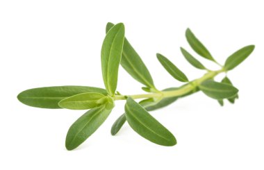 Taze çördük (Hyssopus officinalis)