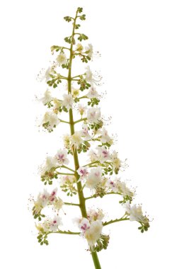 At kestanesi (Aesculus hippocastanum)