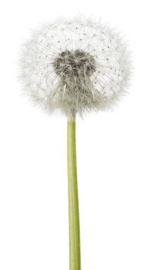 karahindiba blowball izole 