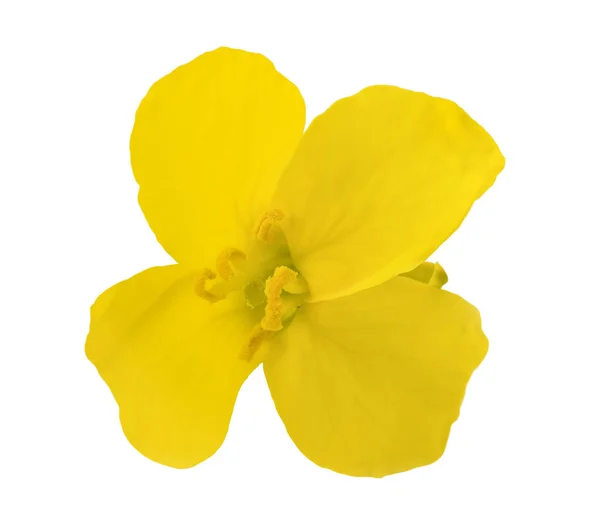 Colza-blume (brassica napus) ) — Stockfoto