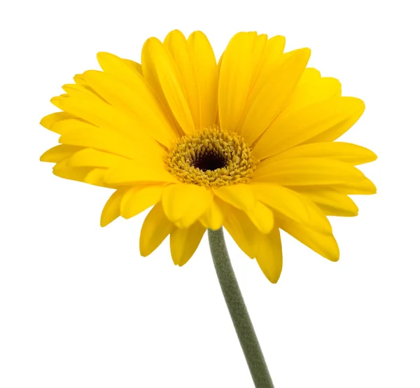 Gerbera Daisy jaune — Photo