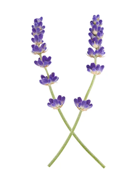 Flores de lavanda aisladas —  Fotos de Stock