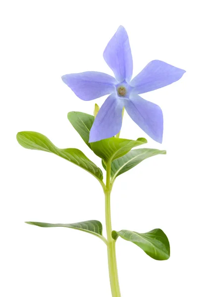 Fiore di pervinca blu — Foto Stock