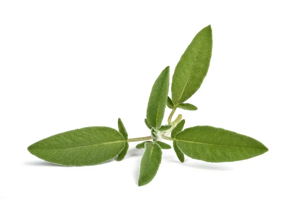 Fresh green sage — Stock Photo, Image