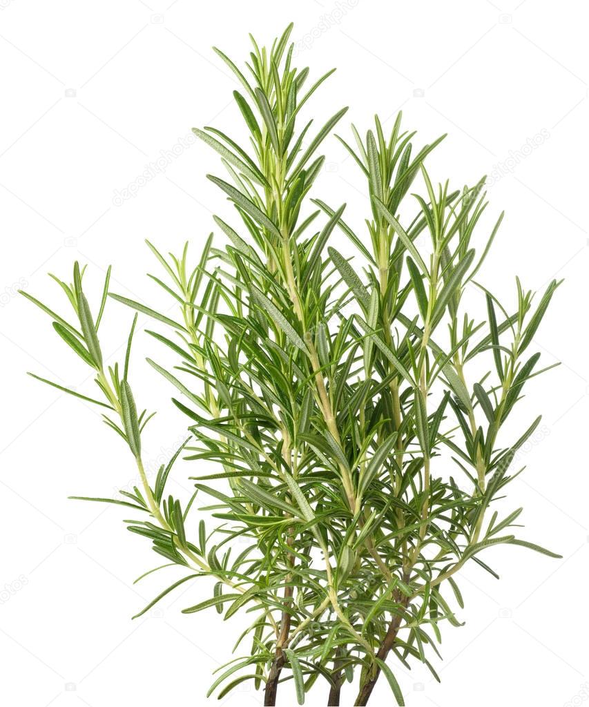 Fresh rosemary plants