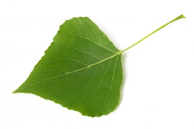 Green poplar leaf clipart