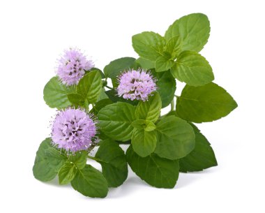 Mint with flowers clipart