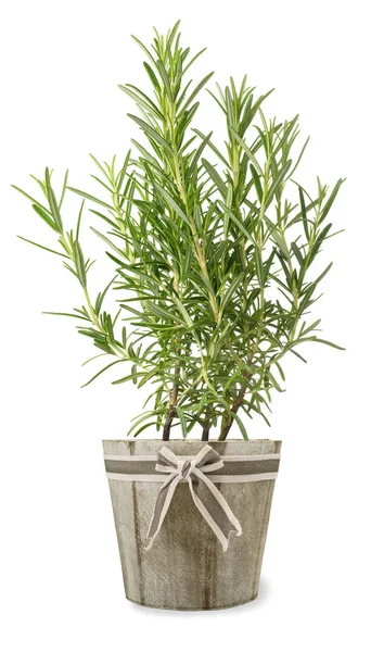 Rosemary in vase — Stock Photo, Image
