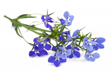 blue lobelia flowers clipart