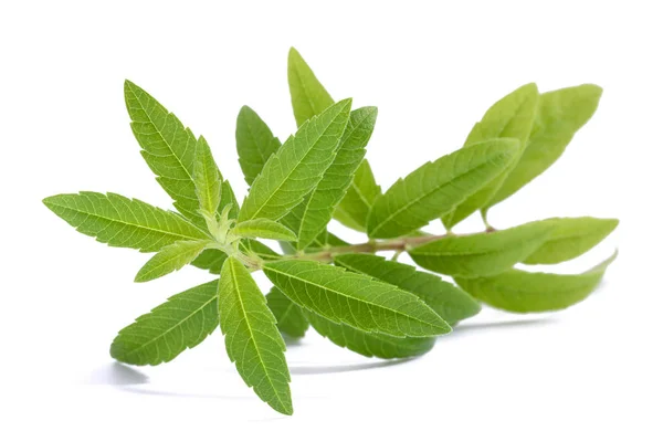 Lemon Verbena (Louisa Herb) — Zdjęcie stockowe