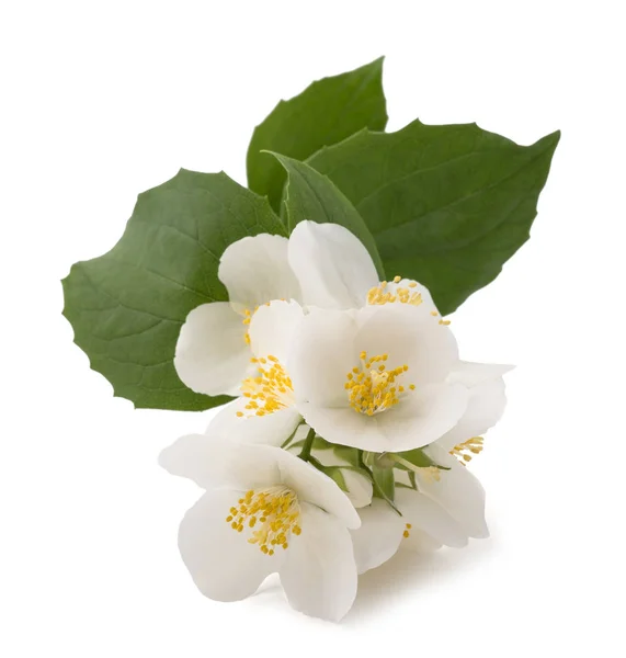 Anglické dřevěné květiny — Stock fotografie