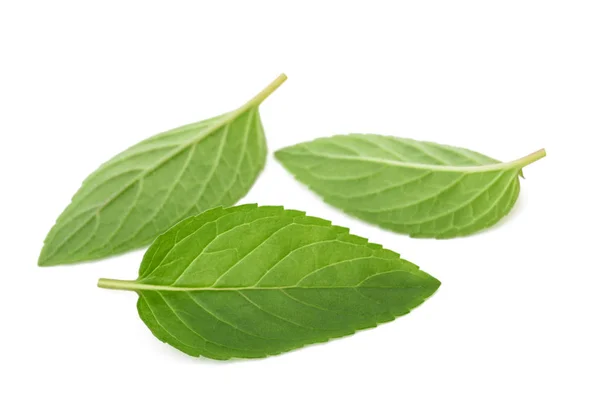 Mint leaves group — Stock Photo, Image