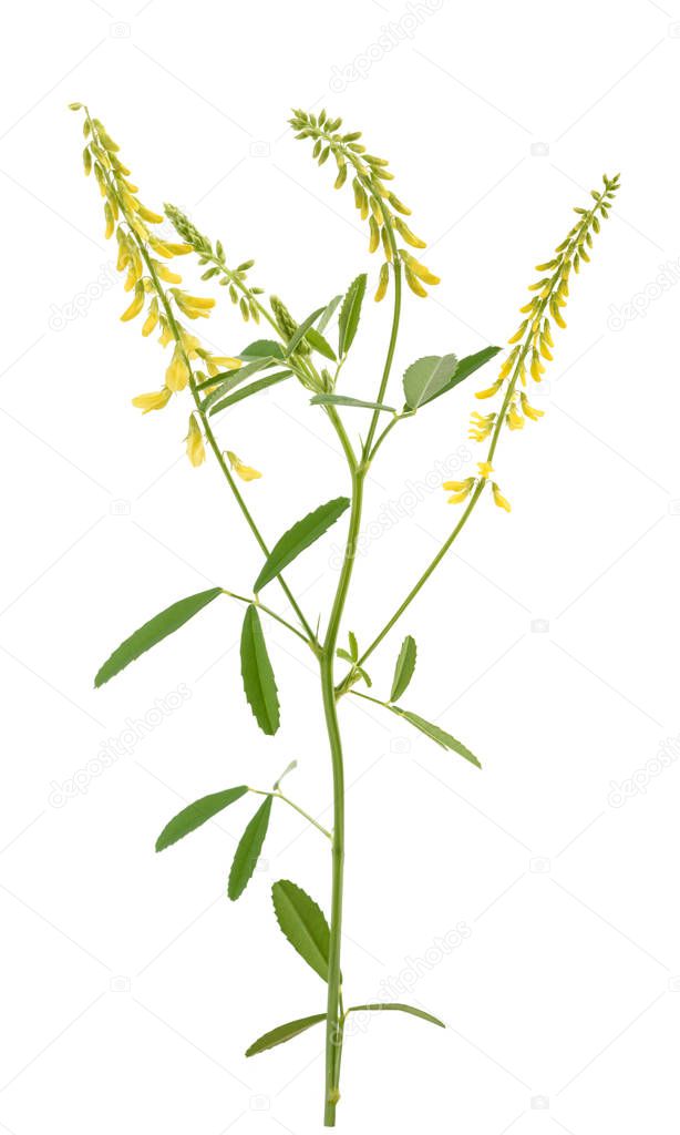 yellow melilot plant