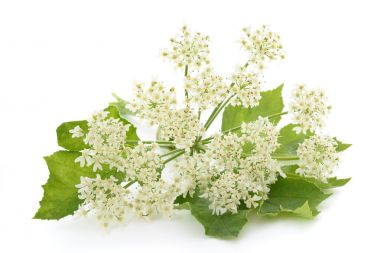 Angelica archangelica çiçekler