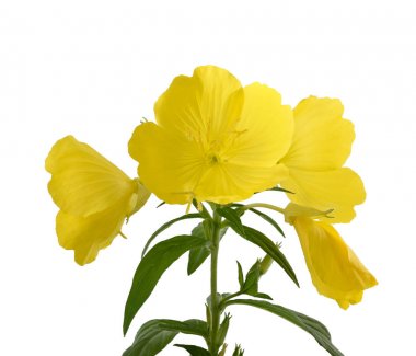 İyi akşamlar çuha çiçeği (Oenothera biennis)
