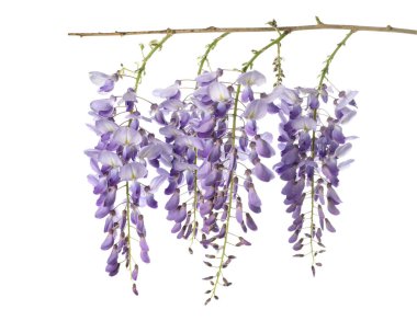 izole wisteria çiçekler