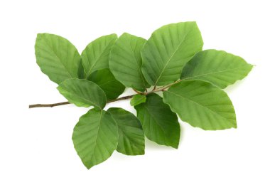 Beech branch with leaves clipart
