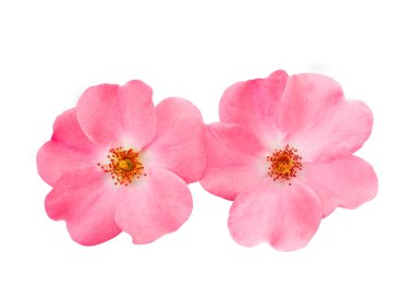 Köpek rose (kuşburnu)