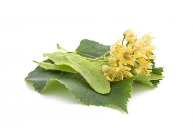 linden flowers and leaf clipart