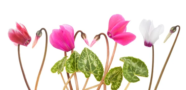 Cyclamen flowers and buds — Stock Photo, Image