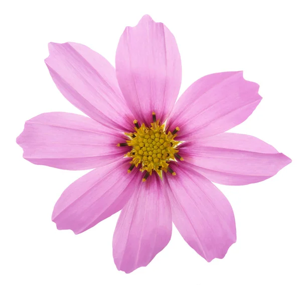 Cosmos de jardim rosa — Fotografia de Stock