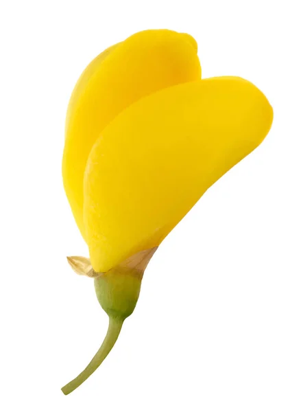 Flor de la escoba (gorse ) — Foto de Stock