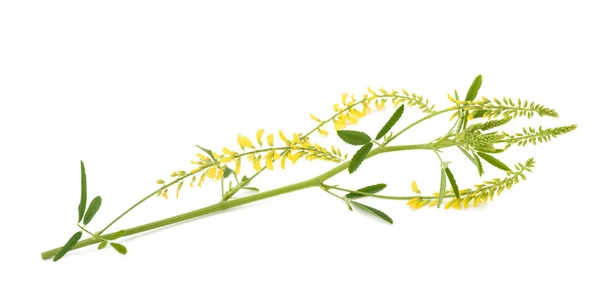 Yellow melilot plant — Stock Photo, Image