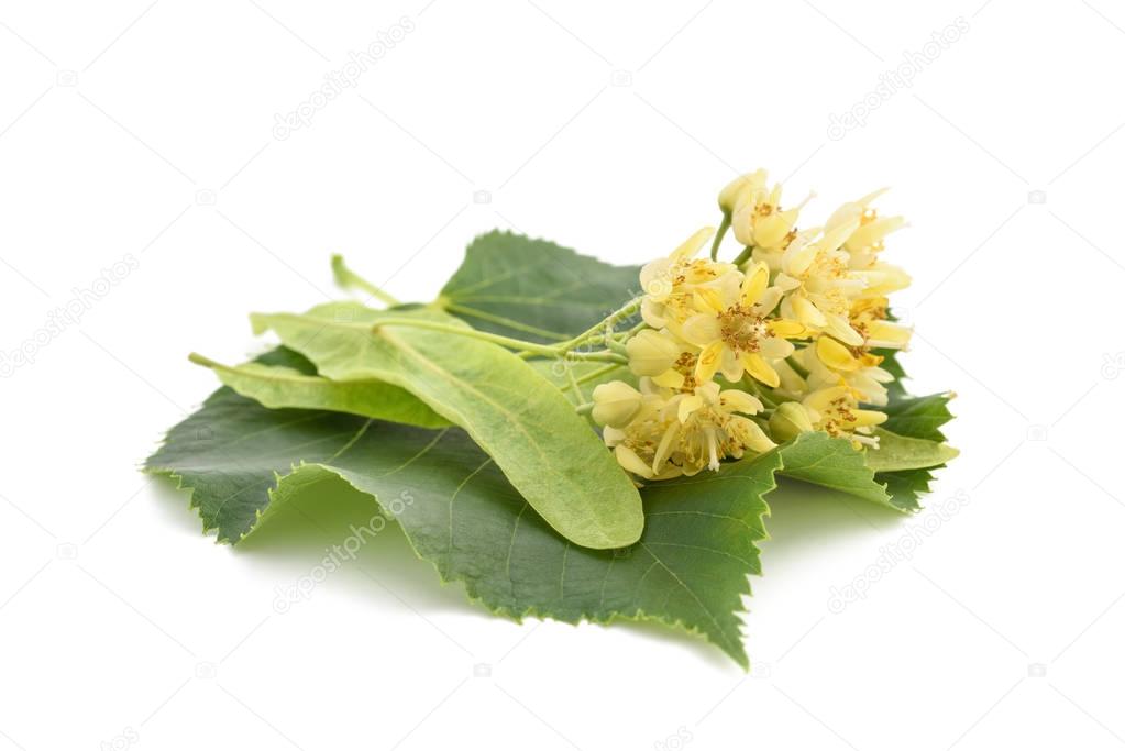linden flowers and leaf