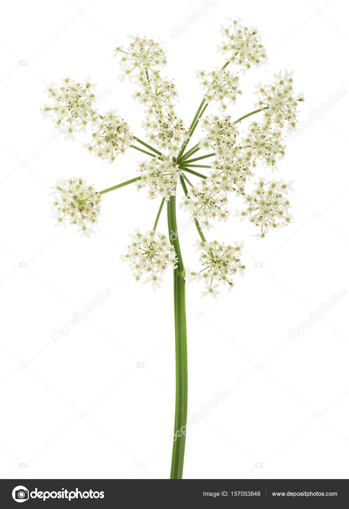 SCARICA ANGELICA WILD