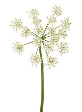 Angelica archangelica çiçekler