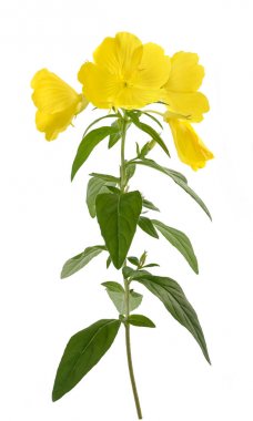 İyi akşamlar çuha çiçeği (Oenothera biennis)
