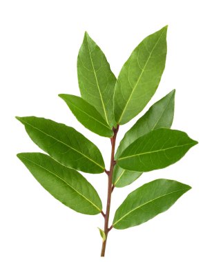 Defne (Laurus nobilis)