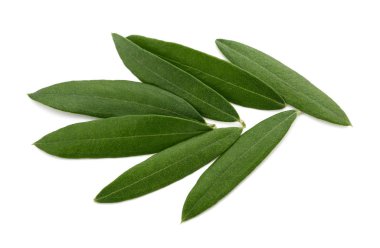 Taze zeytin yaprağı