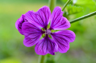 Mallow (Malva Sylvestris)