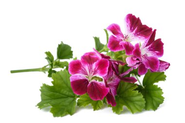 Itır grandiflorum Imperial