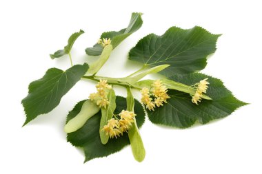 hojas y flores de tilo