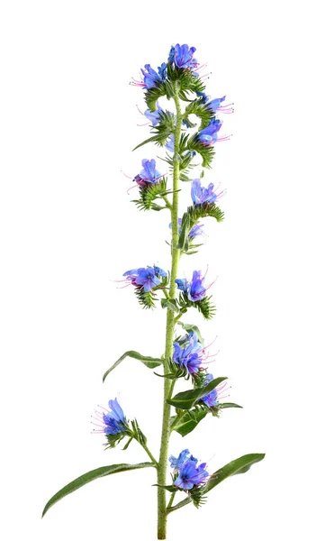 Fiore bugloss di Vipera — Foto Stock