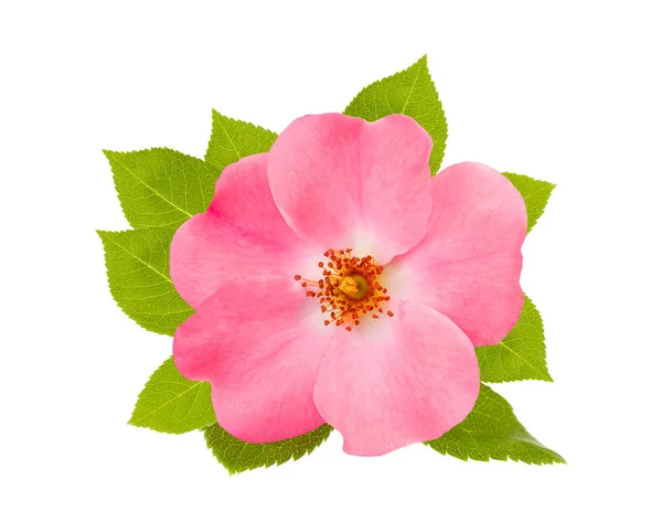 Rosa canina (rosa canina ) — Foto Stock