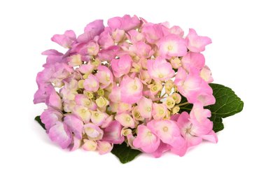 İzole HORTENSIA çiçek