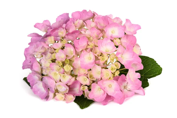 Hortensia květiny, samostatný — Stock fotografie