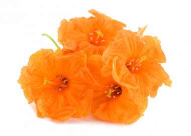 Deniz trompet (Cordia subcordata)