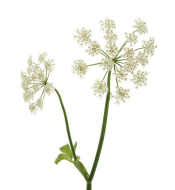 Angelica archangelica çiçekler