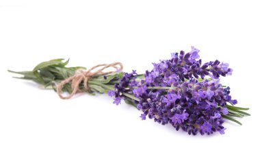 Lavanta çiçekleri grup