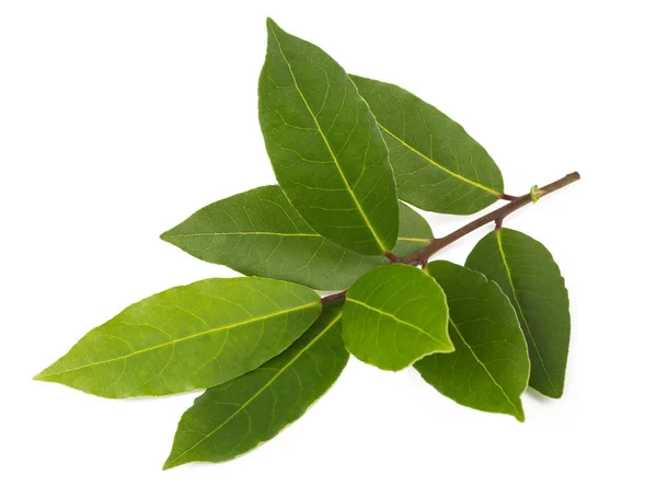 Laurel (Laurus nobilis) — Stock Photo, Image