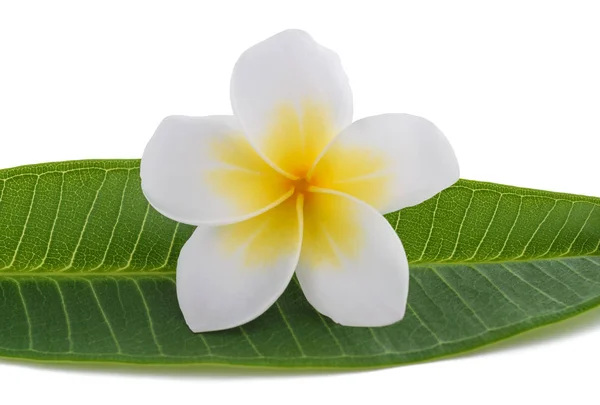 화이트 Frangipani 꽃 — 스톡 사진