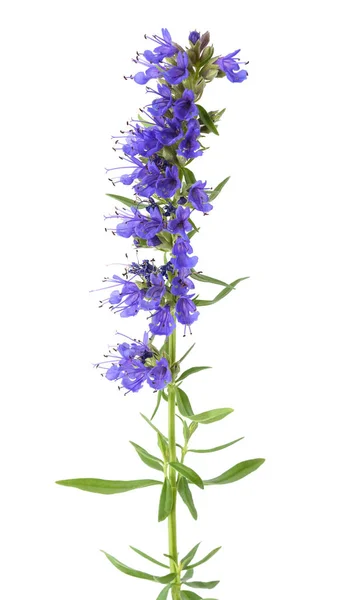 Fresh hyssop flowers — Stock Photo, Image