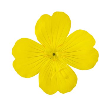 İyi akşamlar çuha çiçeği (Oenothera biennis)